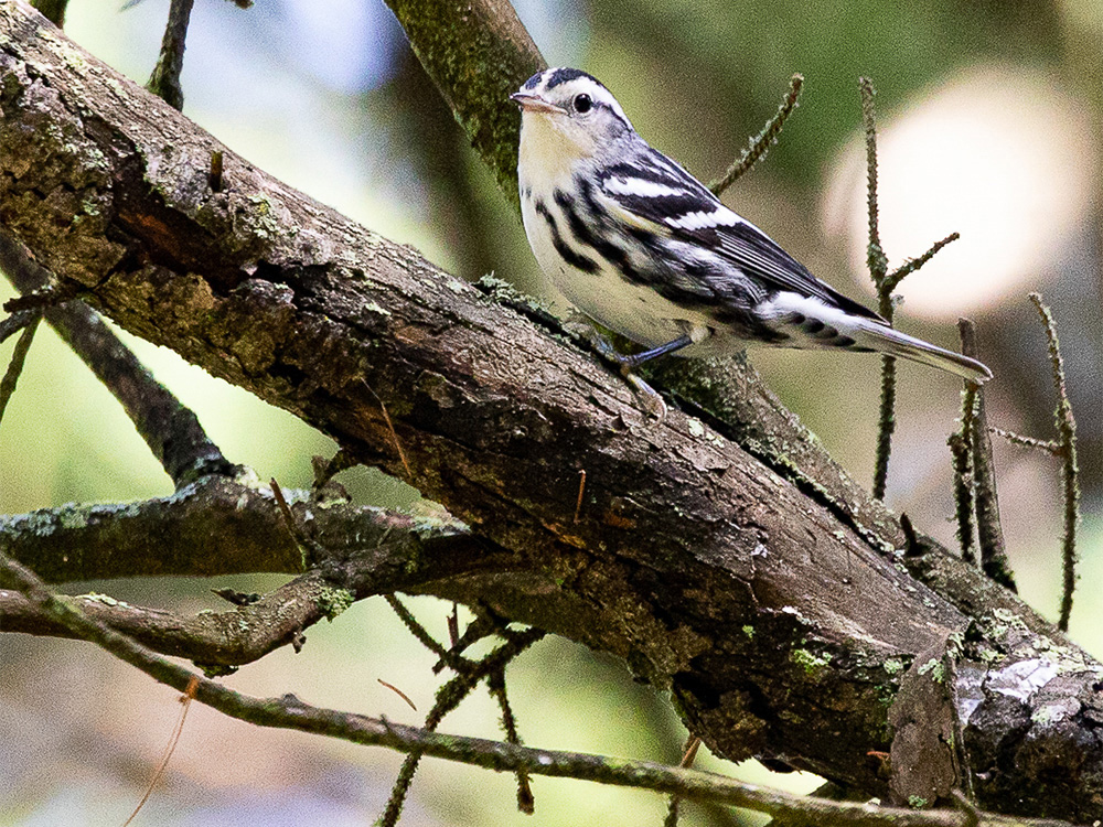 Warbler-Black and White