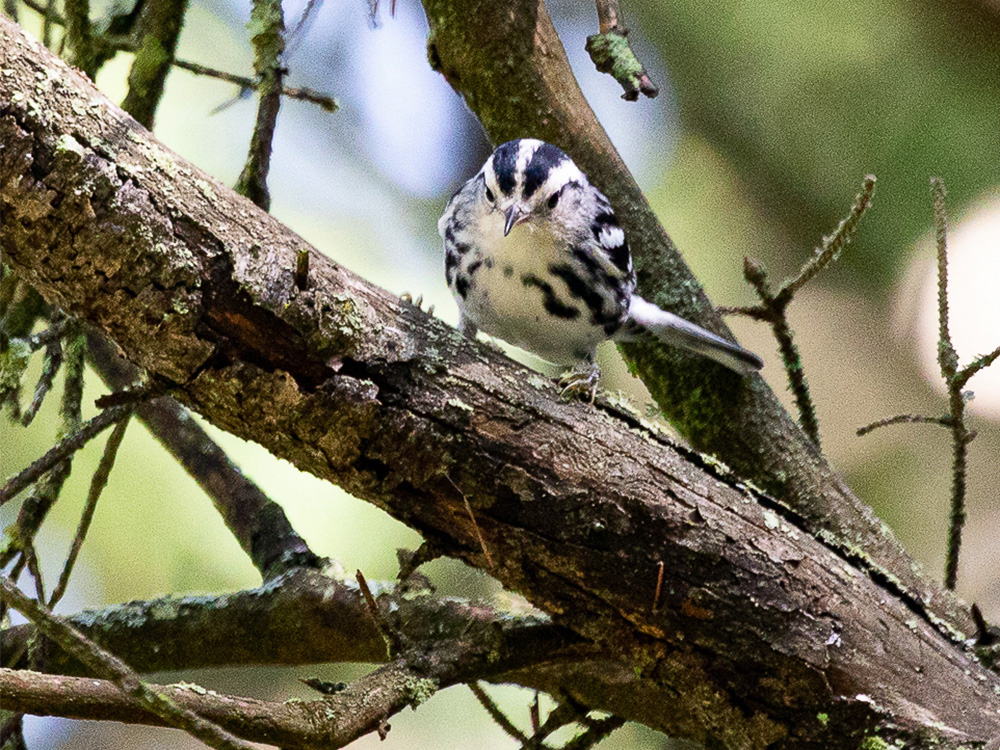 Warbler-Black and White