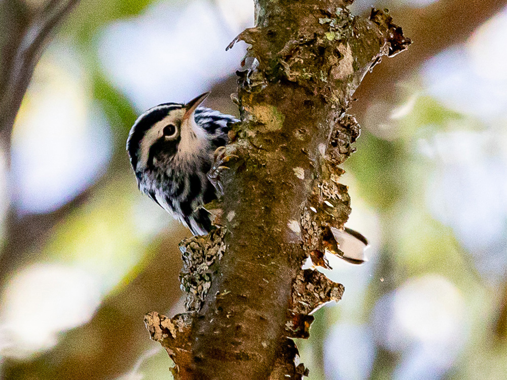 Warbler-Black and White