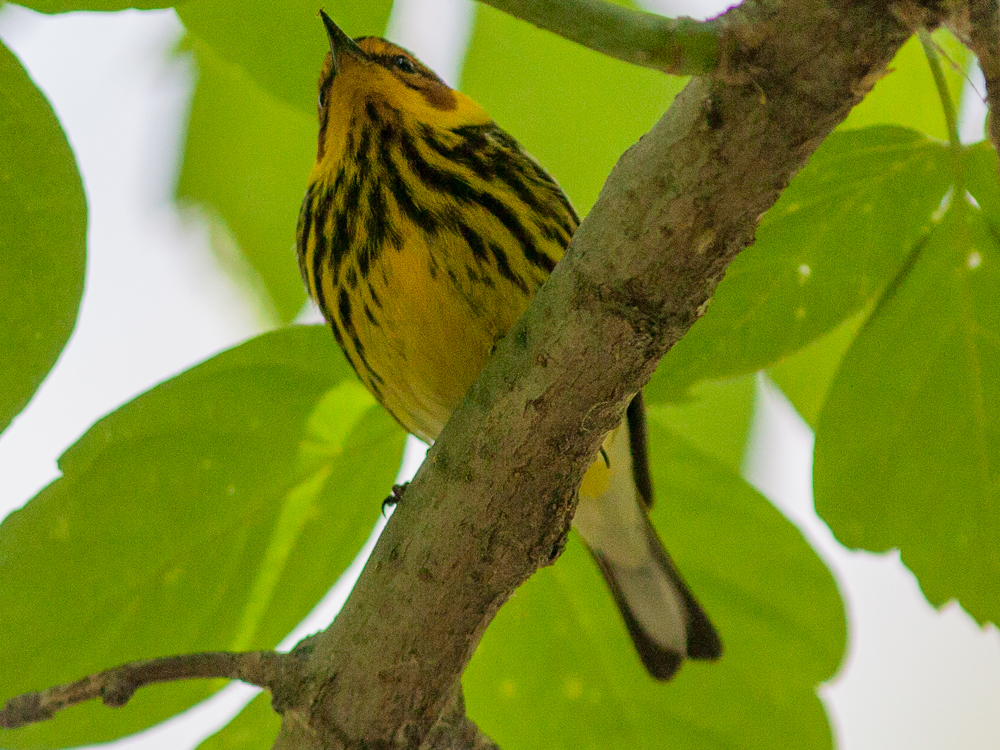 Warbler-Cape May