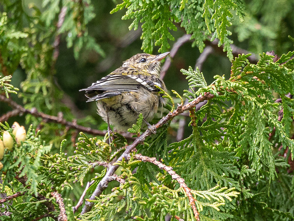 Warbler-Cape May
