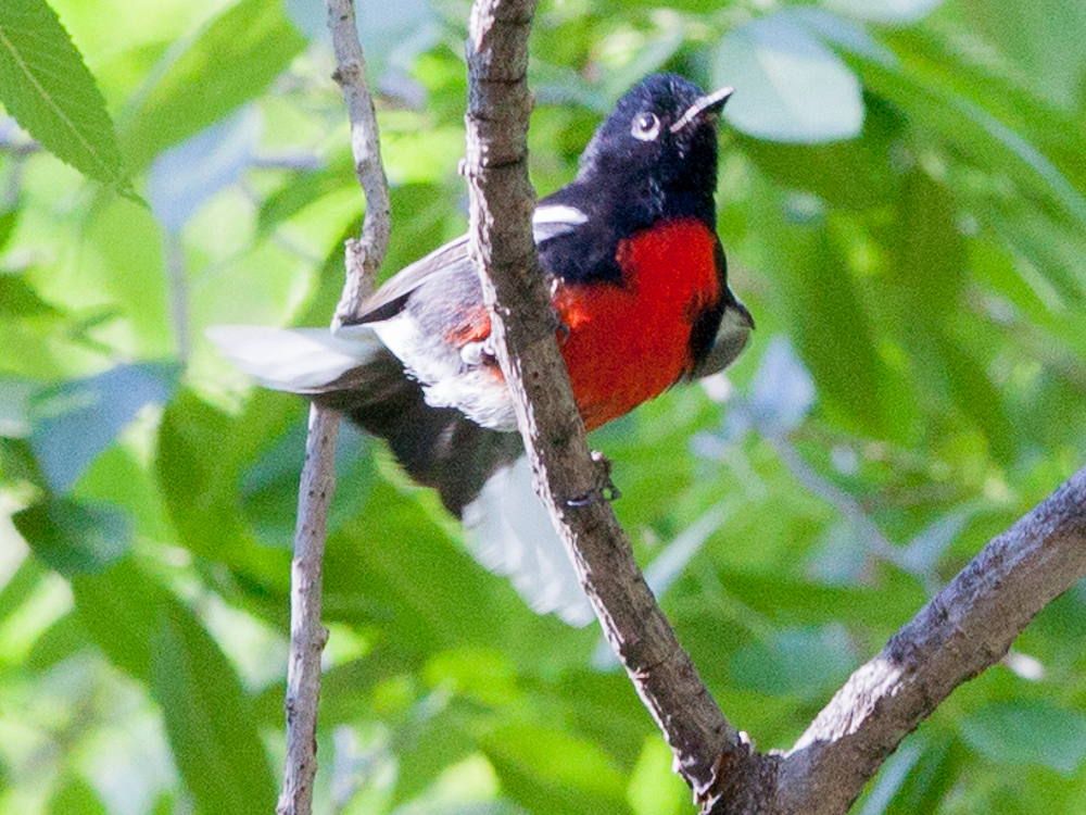Warbler-Redstart-Painted
