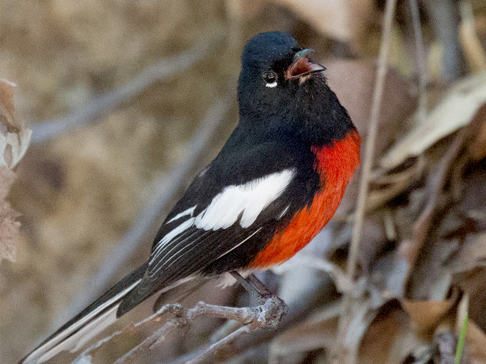 Warbler-Redstart-Painted