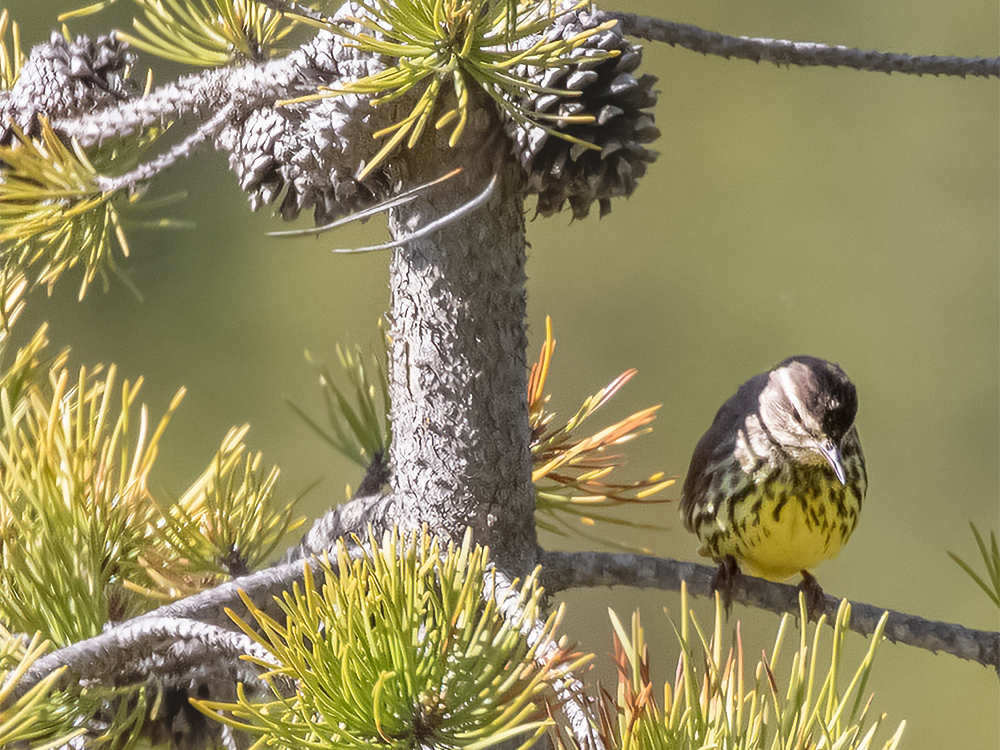 Warbler-Waterthrush-Northern