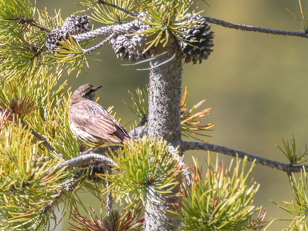 Warbler-Waterthrush-Northern