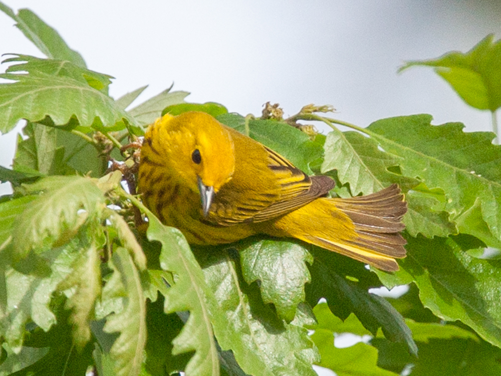 Warbler-Yellow