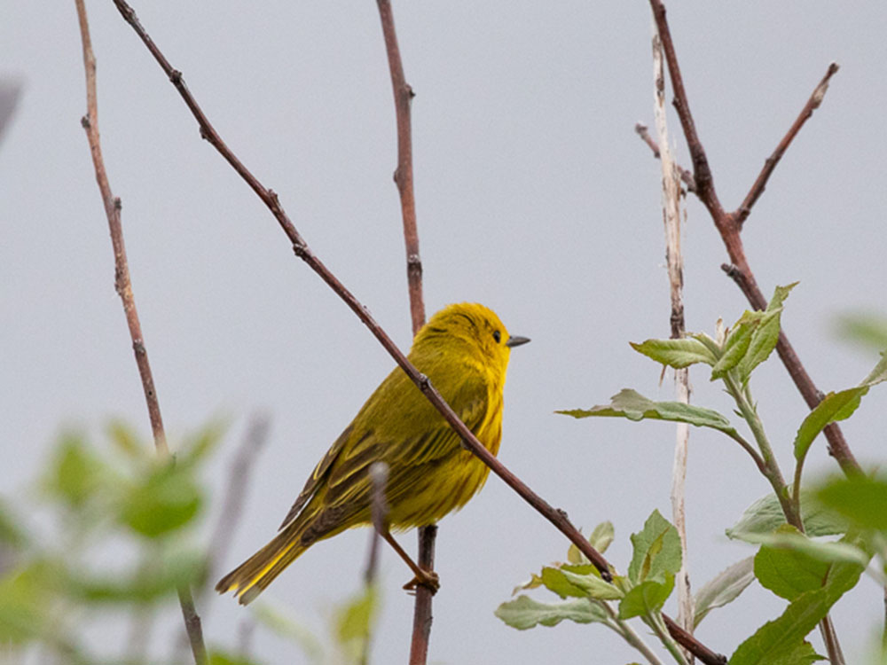 Warbler-Yellow