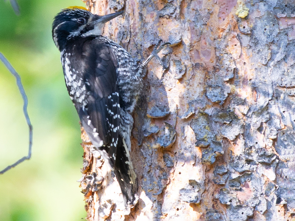 Woodpecker-American-Three-Toed