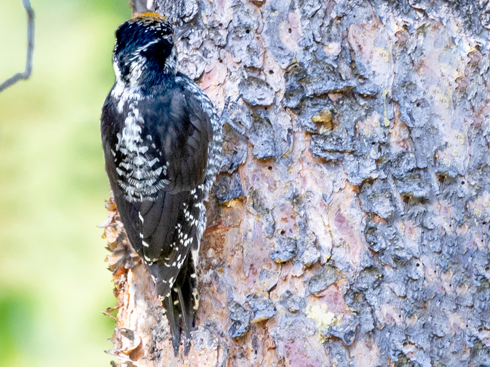 Woodpecker-American-Three-Toed, Canada