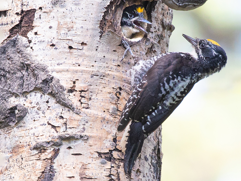Woodpecker-American-Three-Toed, Canada