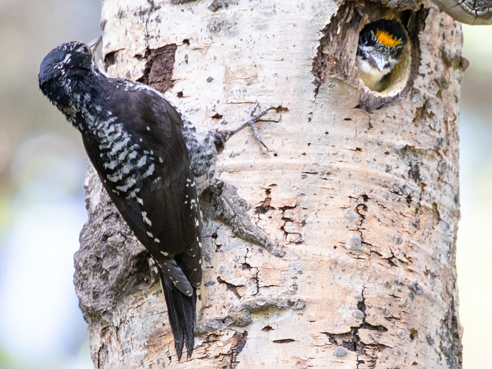 Woodpecker-American-Three-Toed, Canada