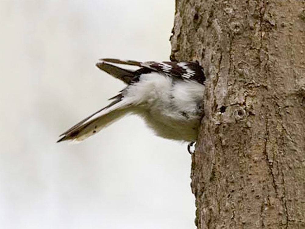 Woodpecker-Downy