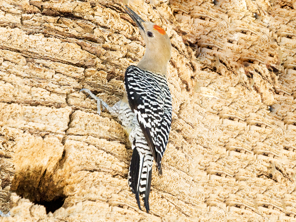 Woodpecker-Gila