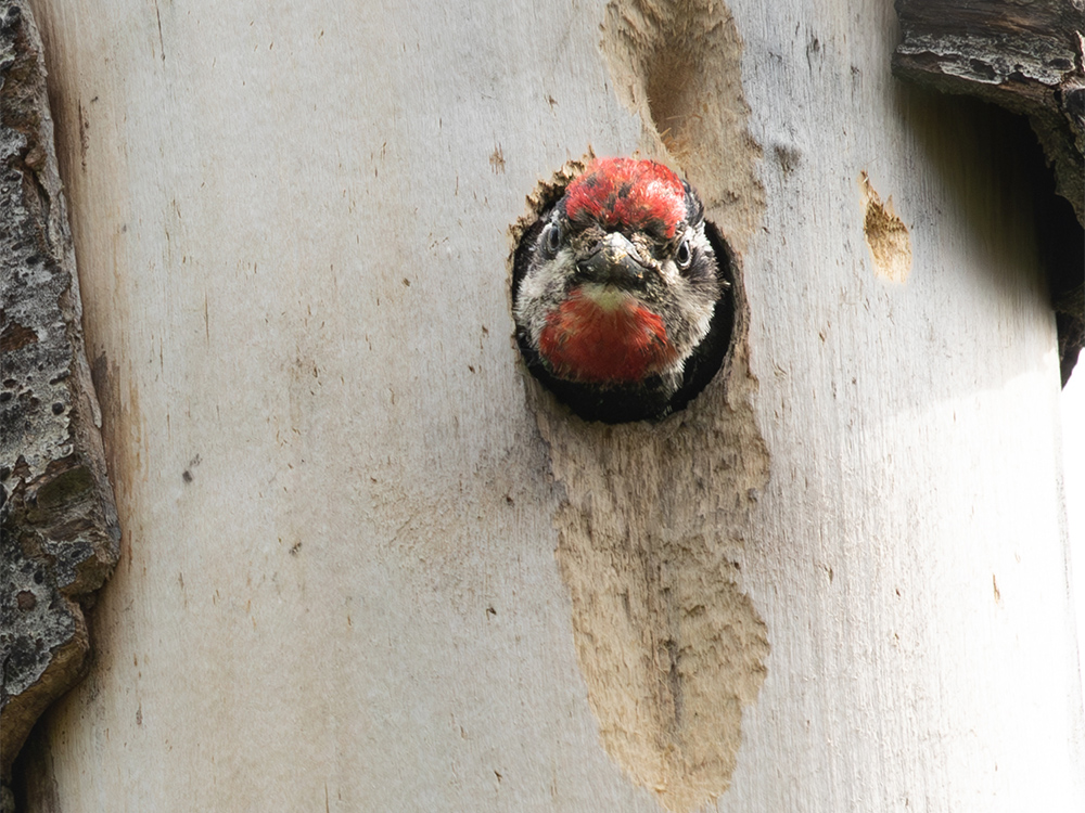  Woodpecker-Sapsucker-Red-Naped