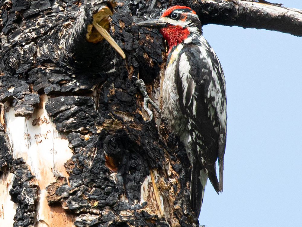  Woodpecker-Sapsucker-Red-Naped