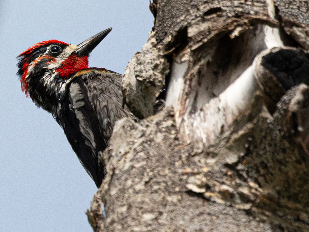  Woodpecker-Sapsucker-Red-Naped