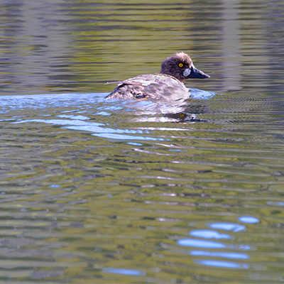 Duck-Gadwall