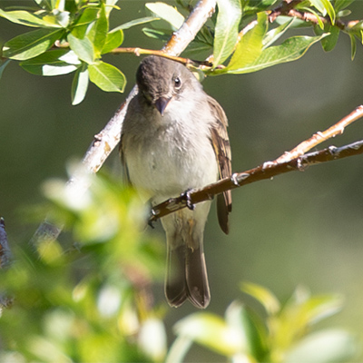 Pewee-Eastern-Wood