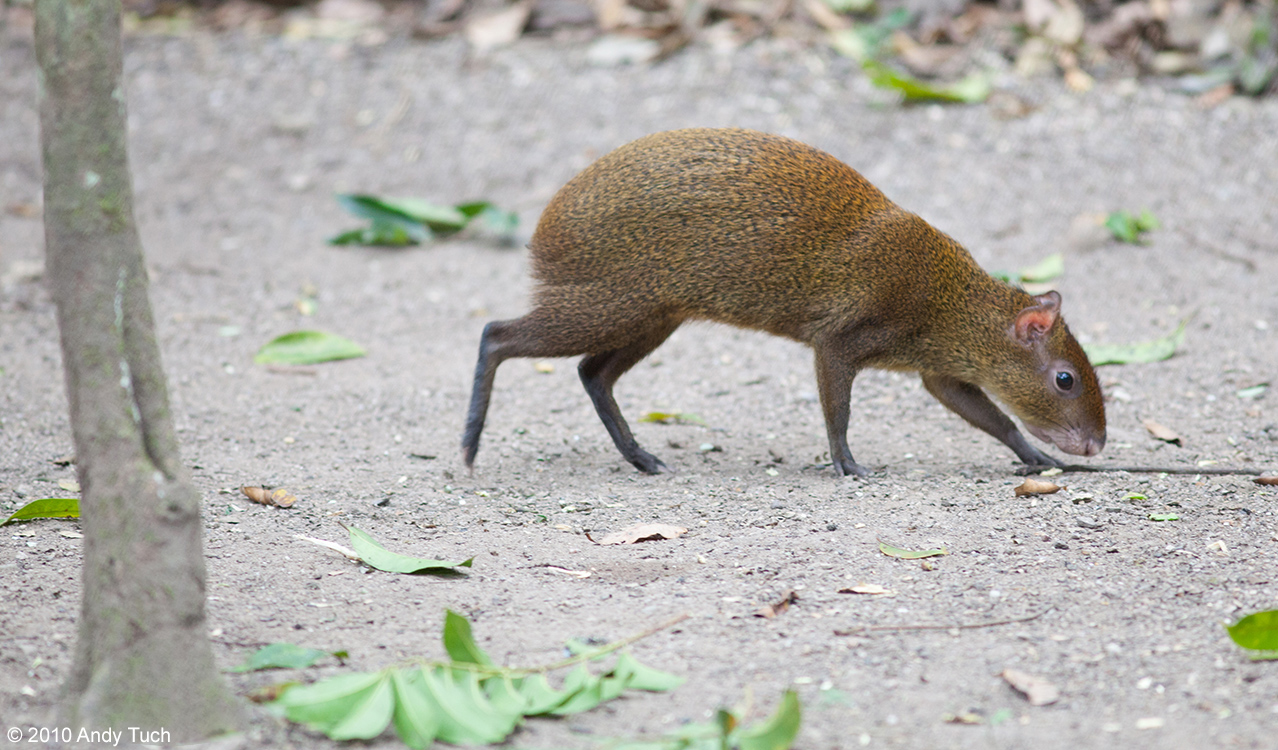 Agouti