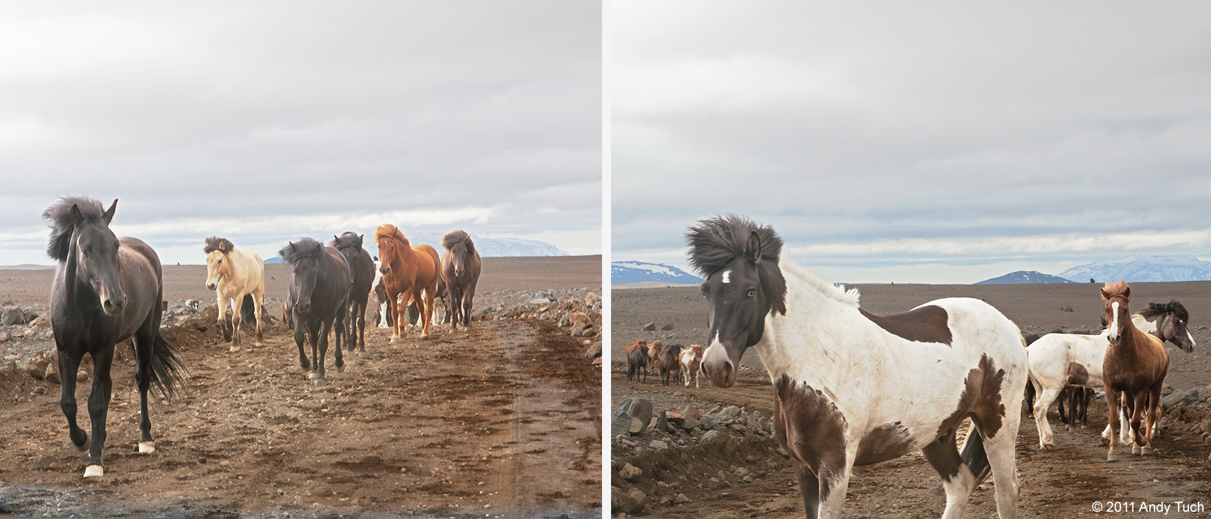 Horse-Icelandic