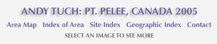 Andy Tuch: Pt. Pelee 2005 and links to area map, area and site index and geographic index