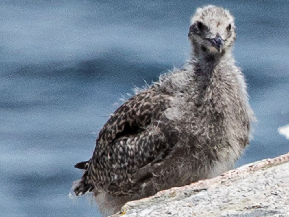 Gull-Great-Black-Backed, Nova Scotia