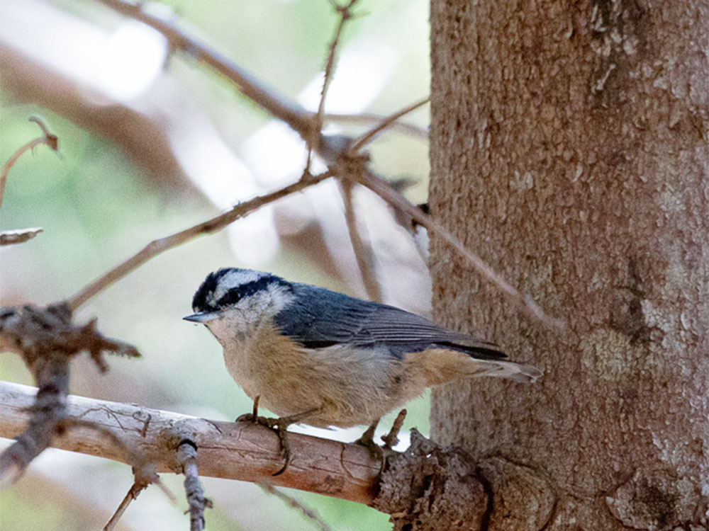 Nuthatch-Red-Breasted, Nova Scotia