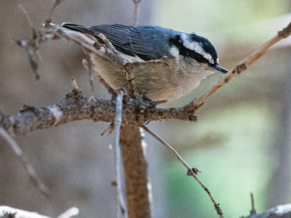 Nuthatch-Red-Breasted, Nova Scotia