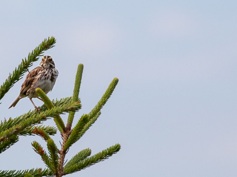 Sparrow-Savannah,  Nova Scotia