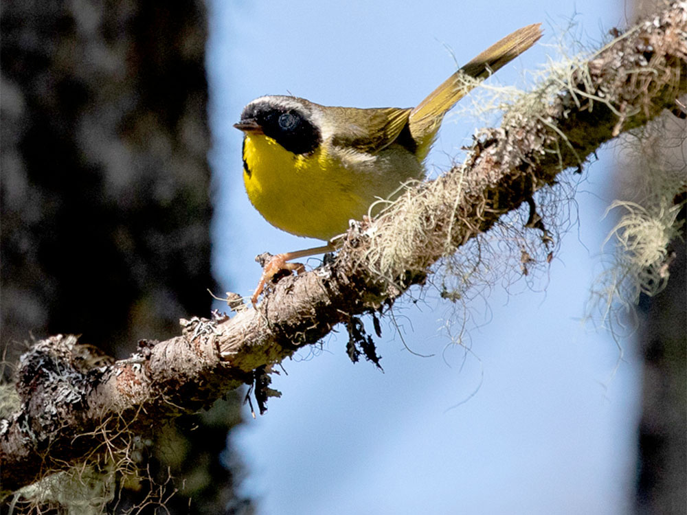 Yellowthroat-Common