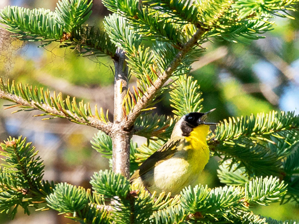 Yellowthroat-Common, Nova Scotia