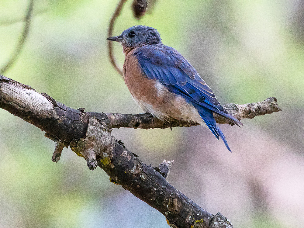 Bluebird-Eastern