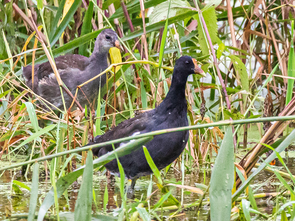 Gallinule-Common