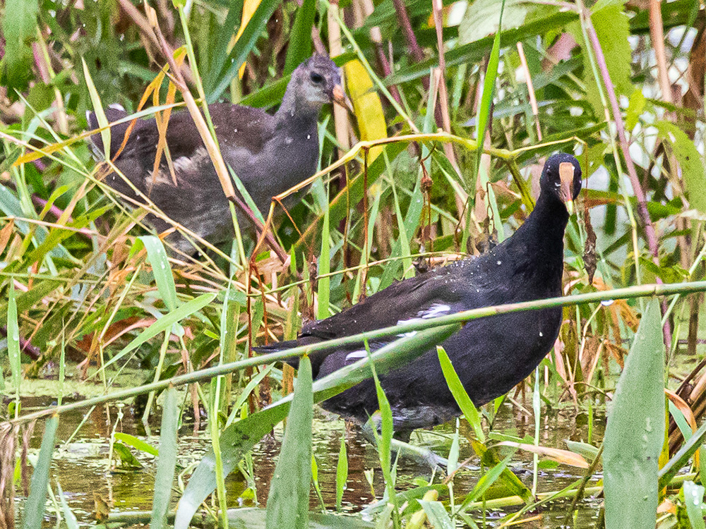  Gallinule-Common