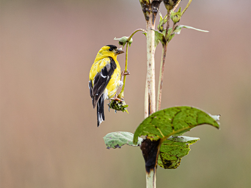  Goldfinch-Americann