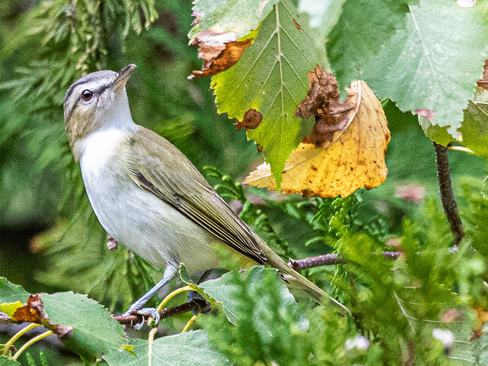 Vireo-Red-Eyed