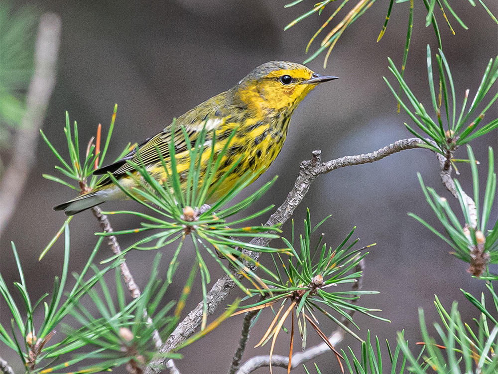 Warbler-Cape-May