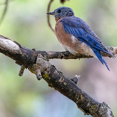Bluebird-Eastern