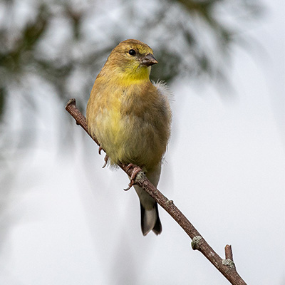 Goldfinch-American
