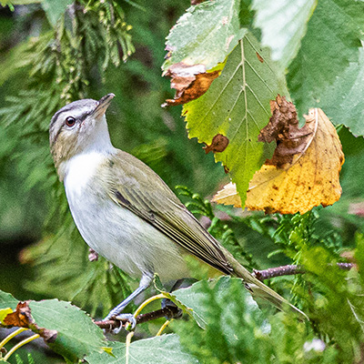Vireo-Red-Eyed